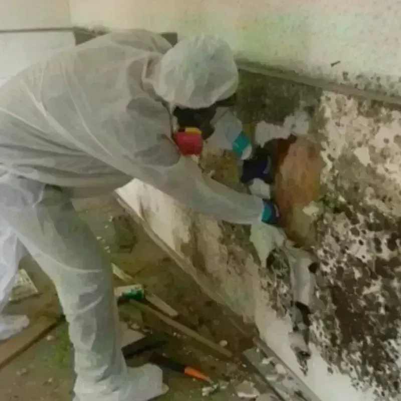 Mold Remediation and Removal in Leavenworth, KS